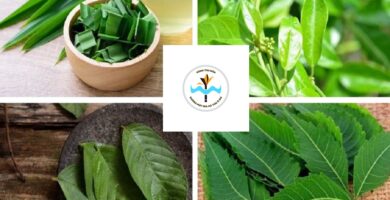 Tiểu đường nên uống lá gì?