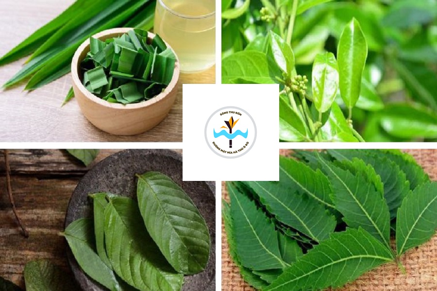 Tiểu đường nên uống lá gì?