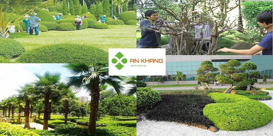 Chăm Sóc Cây Xanh Bình Dương