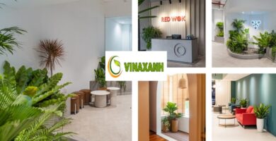 Cho Thuê Cây Cảnh Văn Phòng Tại Tphcm
