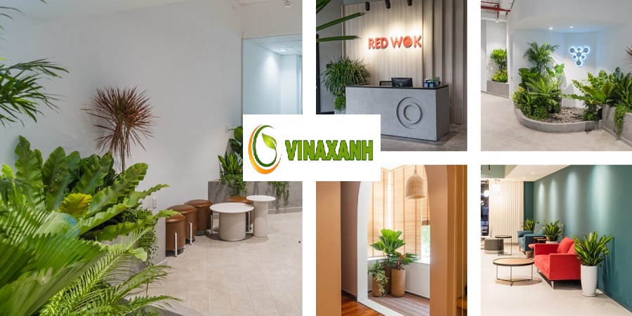 Cho Thuê Cây Cảnh Văn Phòng Tại Tphcm