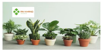Cho Thuê Cây Văn Phòng Tại Bình Dương