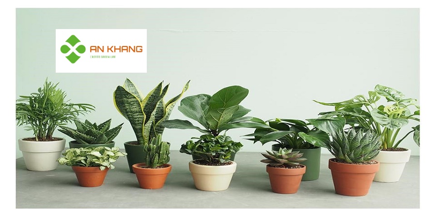 Cho Thuê Cây Văn Phòng Tại Bình Dương