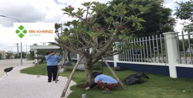 Dịch Vụ Cắt Tỉa Cây Xanh Tại Bình Dương