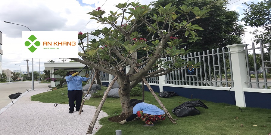 Dịch Vụ Cắt Tỉa Cây Xanh Tại Bình Dương