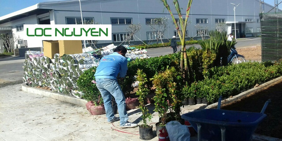 Dịch Vụ Chăm Sóc Cây Cảnh Tại Long An