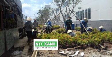 Dịch Vụ Trồng Cây Xanh Bình Dương