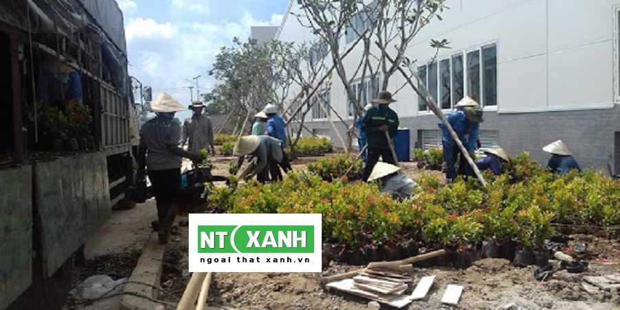 Dịch Vụ Trồng Cây Xanh Bình Dương