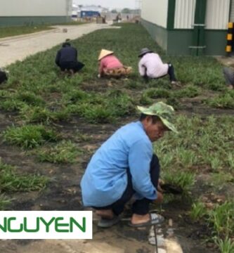 Dịch Vụ Trồng Cỏ Cho KCN Long An