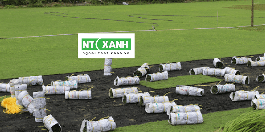 Dịch Vụ Trồng Cỏ TPHCM