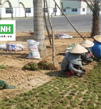 Dịch Vụ Trồng Cỏ Tại Long An