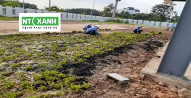 Dịch Vụ Trồng Cỏ Tại Tân Châu Tây Ninh