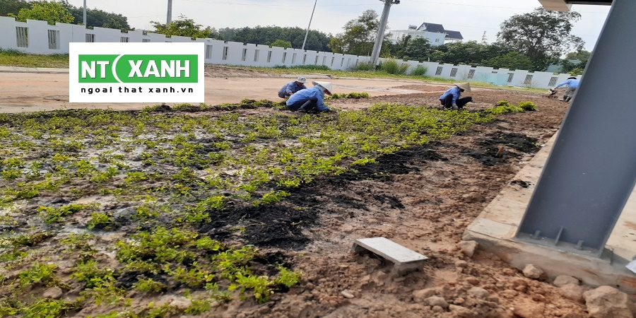 Dịch Vụ Trồng Cỏ Tại Tân Châu Tây Ninh