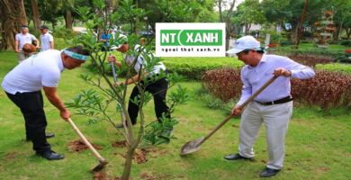 Dịch Vụ Trồng Cây Cảnh Tại Cần Giờ Long An