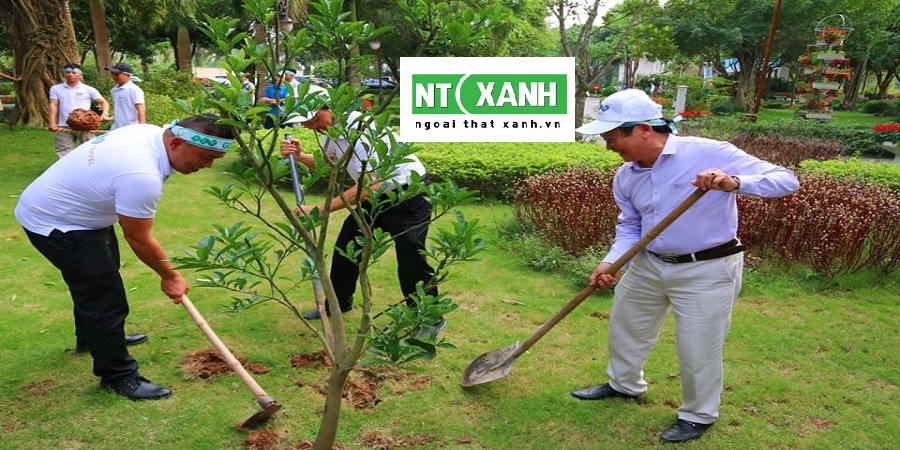 Dịch Vụ Trồng Cây Cảnh Tại Cần Giờ Long An
