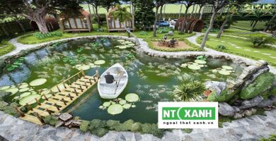 Dịch Vụ Trồng Cây Cảnh Tại Trảng Bàng Tây Ninh