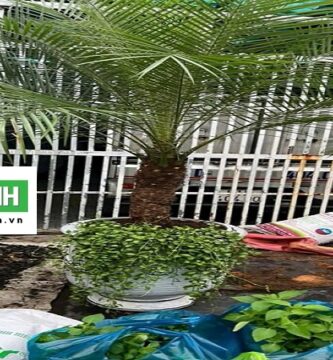Dịch Vụ Trồng Cây Xanh Tại Thủ Đức Tp.hcm