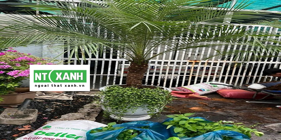 Dịch Vụ Trồng Cây Xanh Tại Thủ Đức Tp.hcm