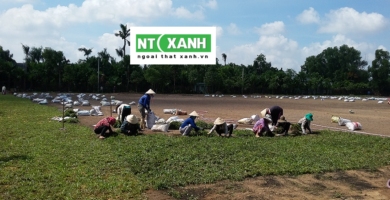 Dịch Vụ Trồng Cỏ Tại Bình Dương