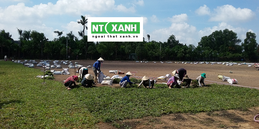 Dịch Vụ Trồng Cỏ Tại Bình Dương