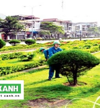 Chăm Sóc Cây Xanh Đà Lạt