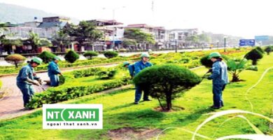 Chăm Sóc Cây Xanh Đà Lạt