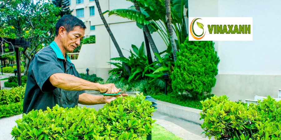 Giới Thệu Chăm Sóc Cảnh Quan Tphcm