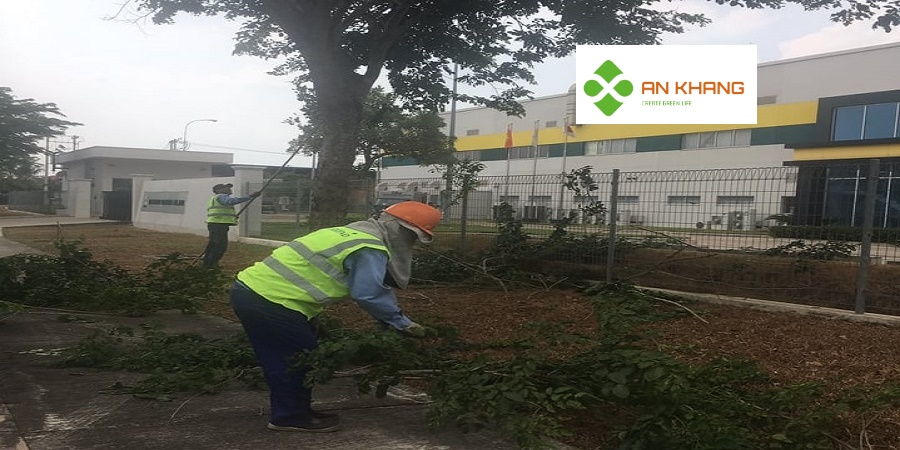 Giới Thiệu Chăm Sóc Cây Xanh Tại Kcn Vsip