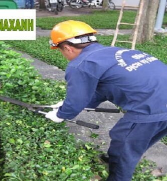 Chăm sóc cây xanh tại quận 2 TP.HCM