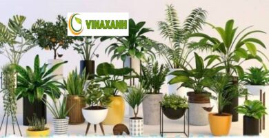 Cung Cấp Cây Xanh Tại TP.HCM