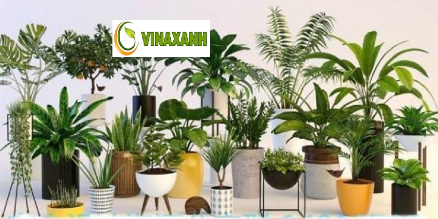 Cung Cấp Cây Xanh Tại TP.HCM