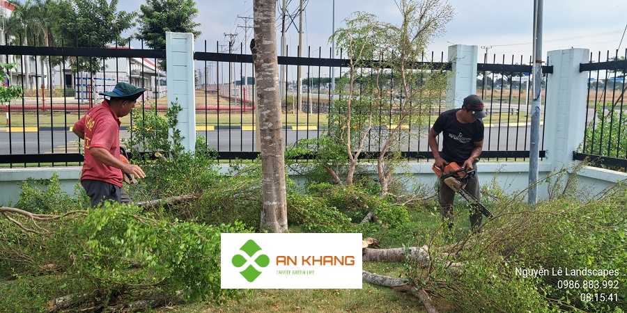 Dịch Vụ Cắt Tỉa Cây Xanh Bình Dương