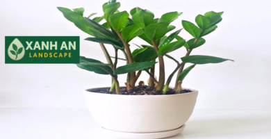 Dịch Vụ Thuê Cây Văn Phòng Bến Cát