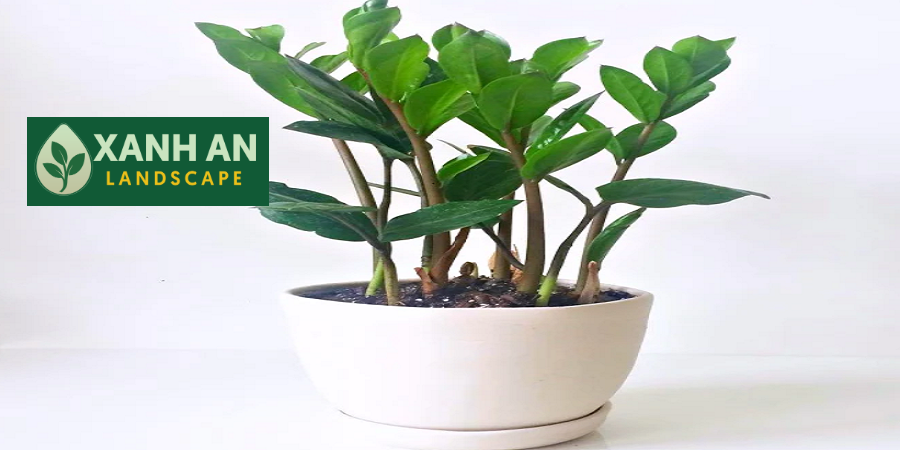Dịch Vụ Thuê Cây Văn Phòng Bến Cát