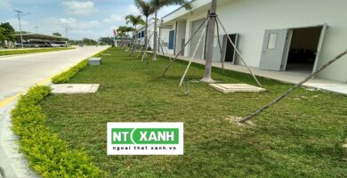 Dịch Vụ Trồng Cây Xanh Tại Bình Dương