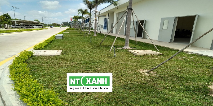 Dịch Vụ Trồng Cây Xanh Tại Bình Dương