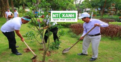 Dịch Vụ Trồng Cây Xanh Tại Quận 2 TPHCM