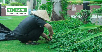 Dịch Vụ Trồng Cỏ Long An