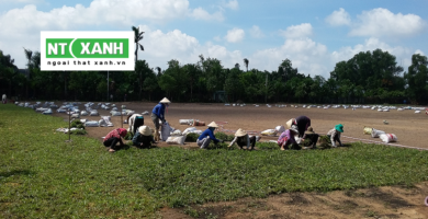 Dịch Vụ Trồng Cỏ Tại Bình Dương