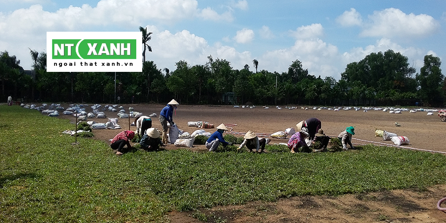 Dịch Vụ Trồng Cỏ Tại Bình Dương