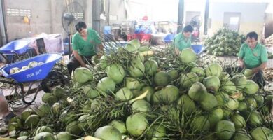 Halal certified coconut exporters.