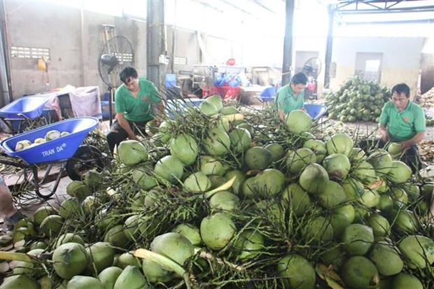 Halal certified coconut exporters.