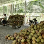 Bulk fresh coconut supplier Vietnam