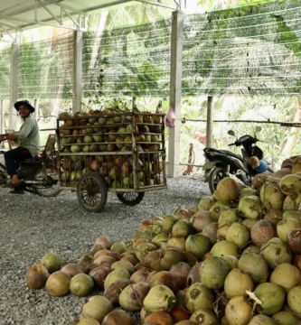 Bulk fresh coconut supplier Vietnam