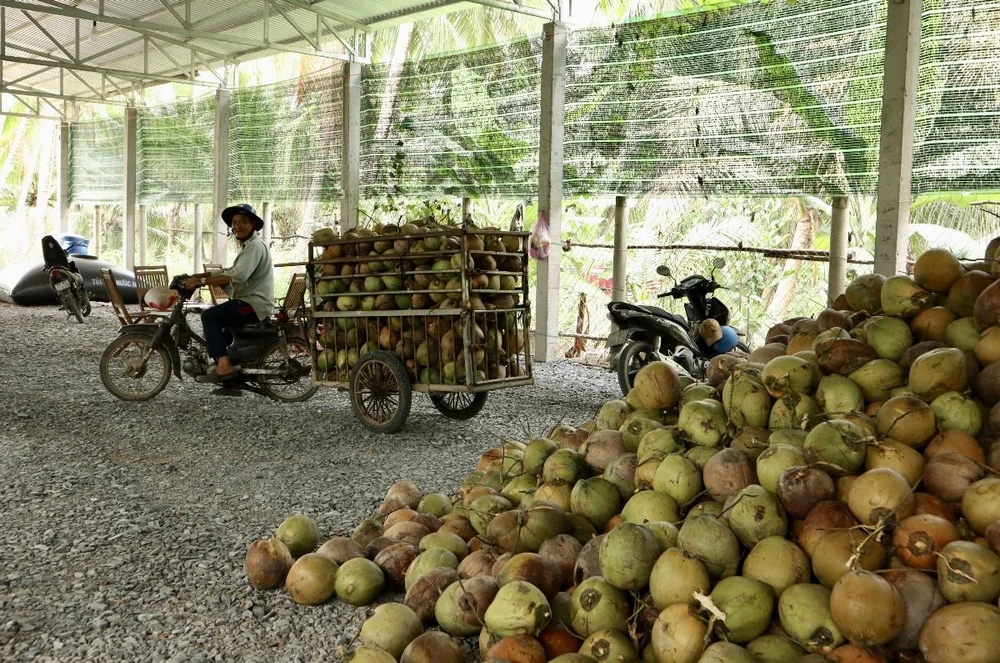 Bulk fresh coconut supplier Vietnam