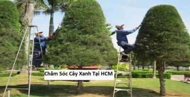 Chăm sóc cây xanh tại hcm