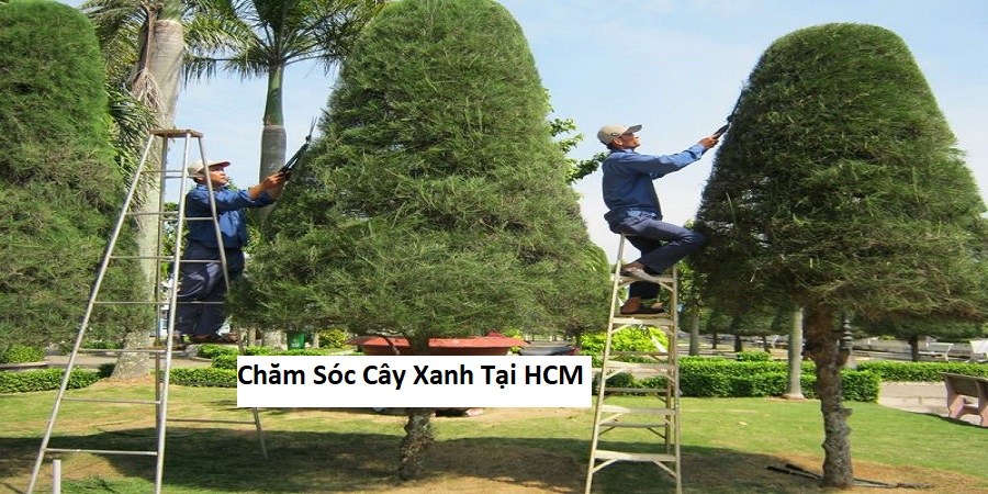 Chăm sóc cây xanh tại hcm
