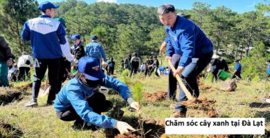 Chăm sóc cây xanh tại Đà lạt