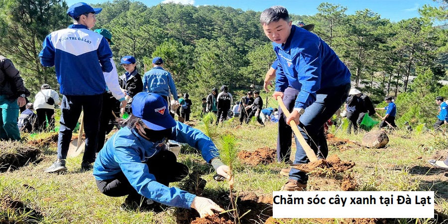 Chăm sóc cây xanh tại Đà lạt