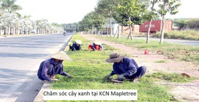 Chăm sóc cây xanh tại kcn mapletree